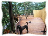 Pension&DogGarden