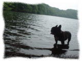 Pension&DogGarden