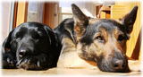 dog lover's serow