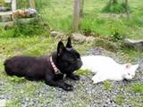 Pension&DogGarden