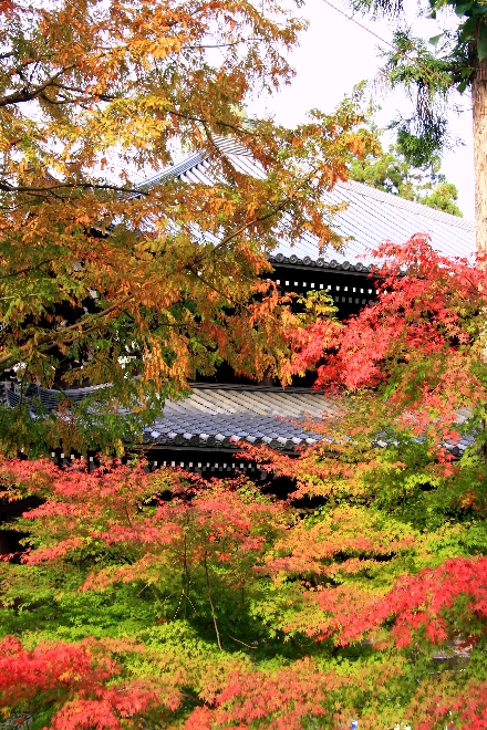 知恩院1