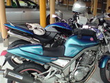 honetosaru