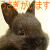 �Ղ��̃t�H�g�y�[�W