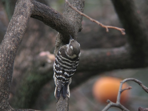 kogera0974