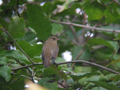 oruri0102