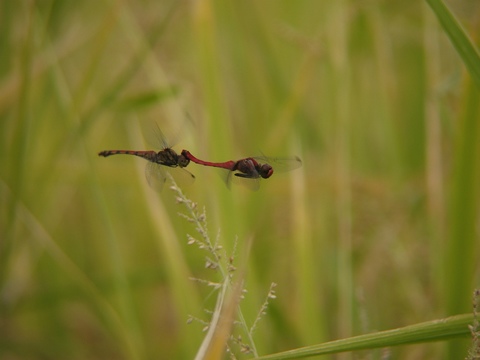 natuakane0521