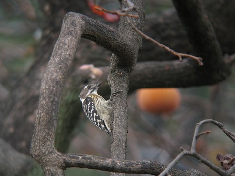 kogera0958
