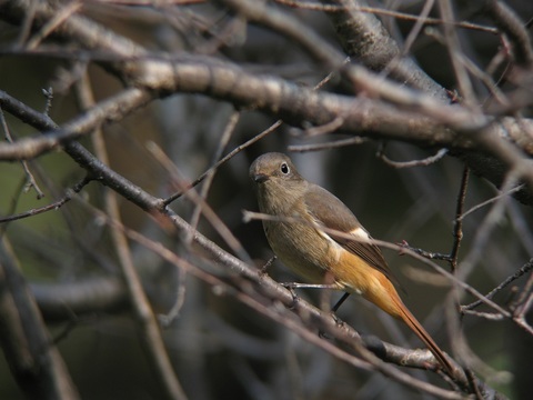 jyobitaki0437
