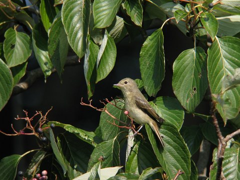 oruri0386