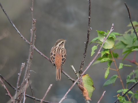 hoojiro0032