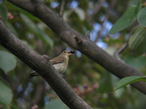 oruri0216