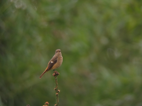 jyobi0298