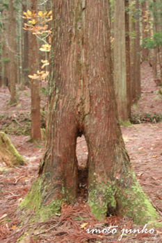 クマはぎ