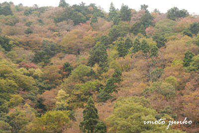 芦生の紅葉
