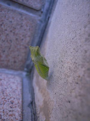 さなぎ1