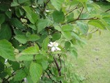 blackberry