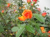 rose