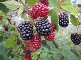 blackberry