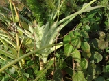fennel