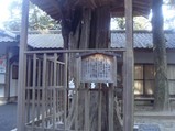 shinboku