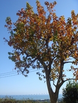 kaki