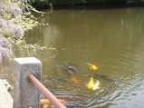 koi