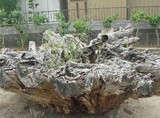 onigwara