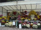 kiku