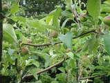 apple
