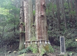 sanbonsugi