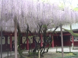 fuji