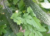 rukora