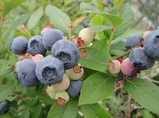blueberry