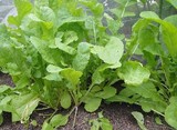 rucola