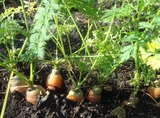 carrot