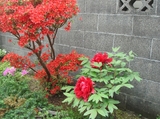 botan