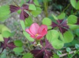odamaki