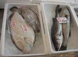 sakana