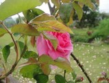 rose
