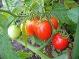 tomato