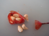 rosehip