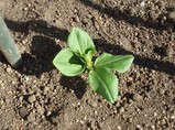 soramame