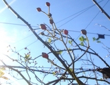 rosehip