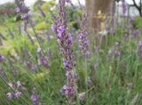 lavender