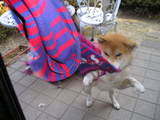 comiendo bufanda