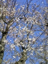 sakura