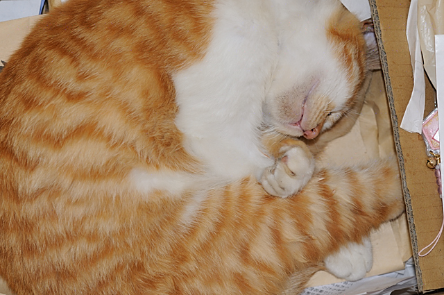 野良猫