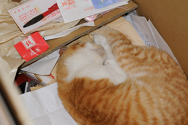 野良猫
