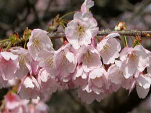 伊豆高原桜まつり3