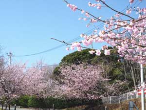 伊豆高原桜まつり
